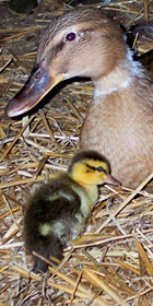 Clara and Duckling