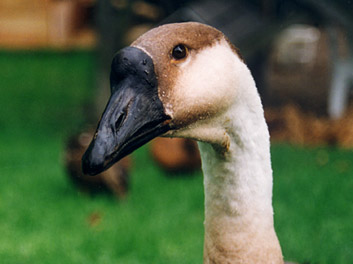 Liza the goose