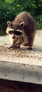 raccoon