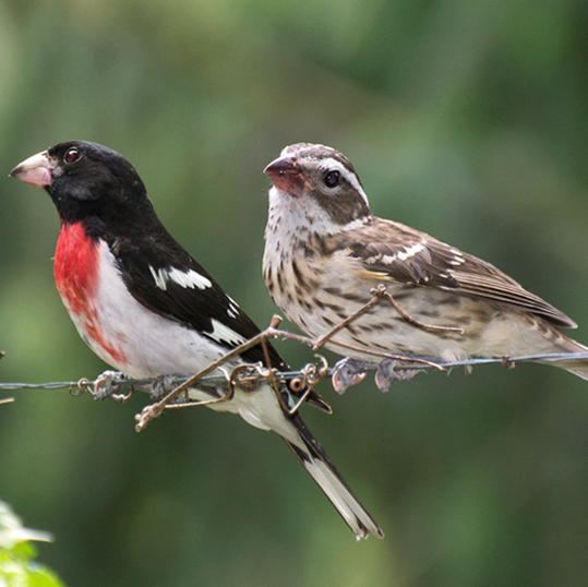 Rose-breasted Grosbeaks, male and female