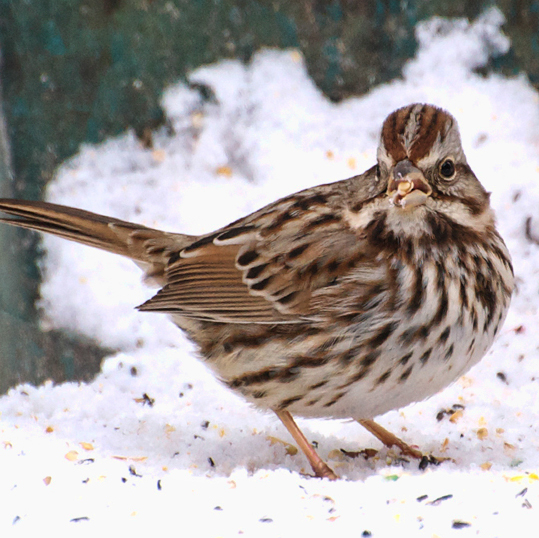 Song Sparrow