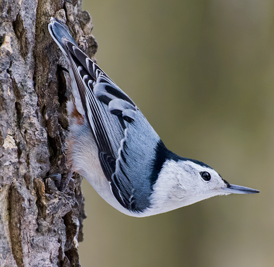 White-breasted Nuthatch