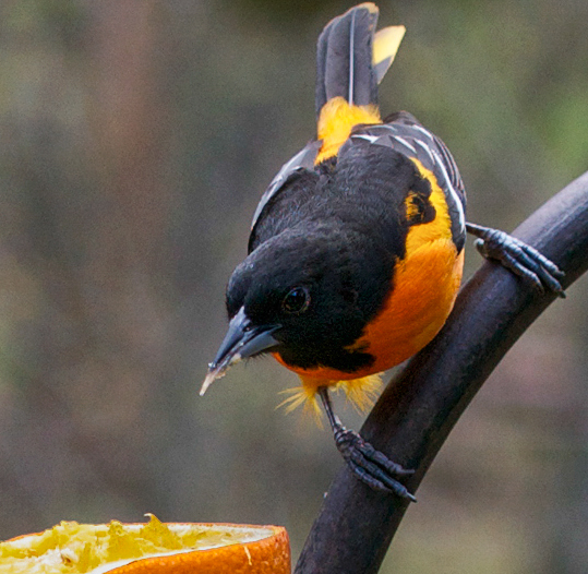 Baltimore Oriole