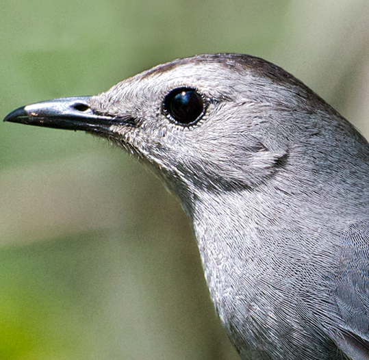 Gray Catbird