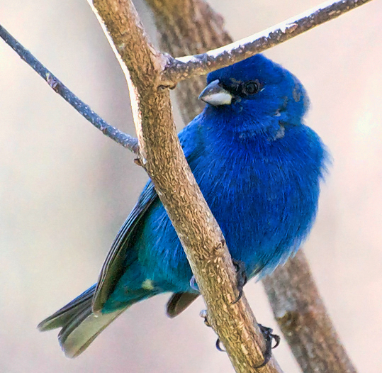 Indigo Bunting, male