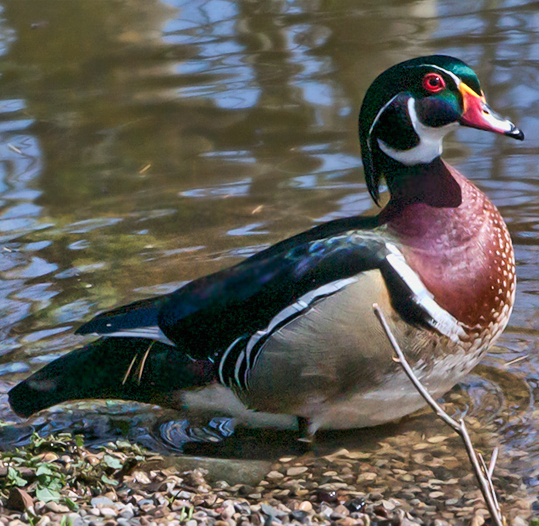 Wood Duck, male