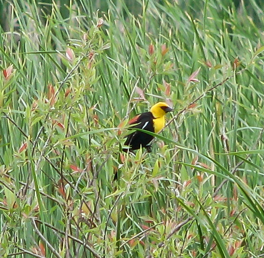 Yellow-headed Blackbird