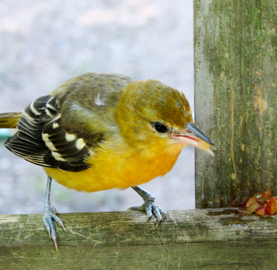 Juvenile Baltimore Oriole