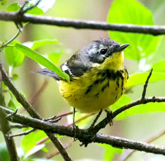 Nashville Warbler