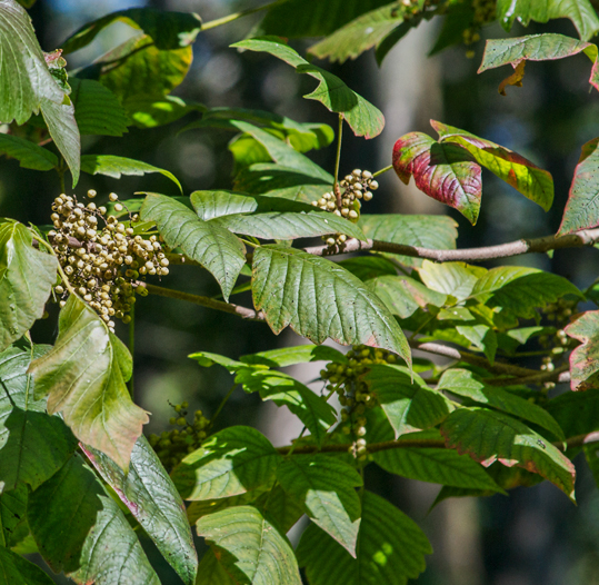 Poison Ivy Berries