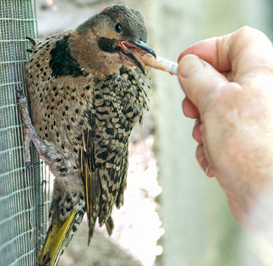 Flicker getting fed