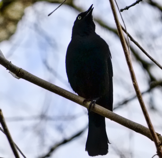 Rusty Blackbird