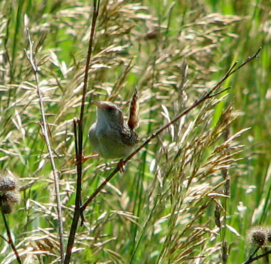 Sedge Wren