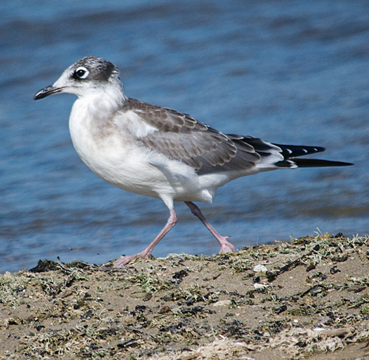 Franklin's Gull