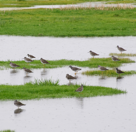 Dunlin