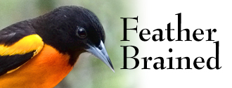 Feather Brained Logo