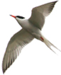 Common Tern