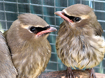 Cedar Waxwings