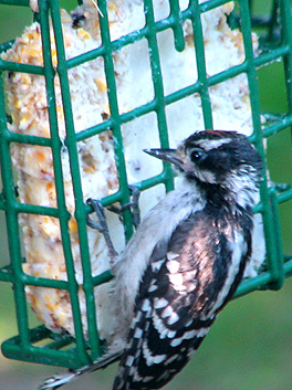 Downy Woodpecker