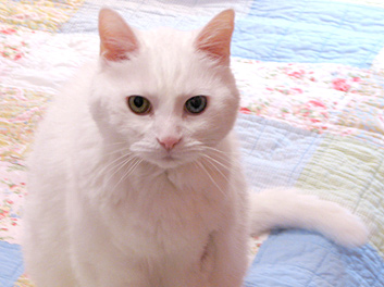 Moobie
