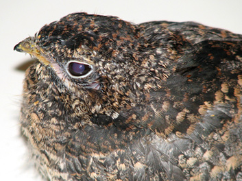 Common Nighthawk