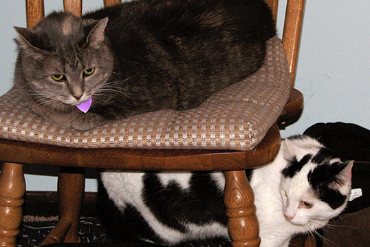 Lucy and Frannie and chair