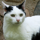 Frannie